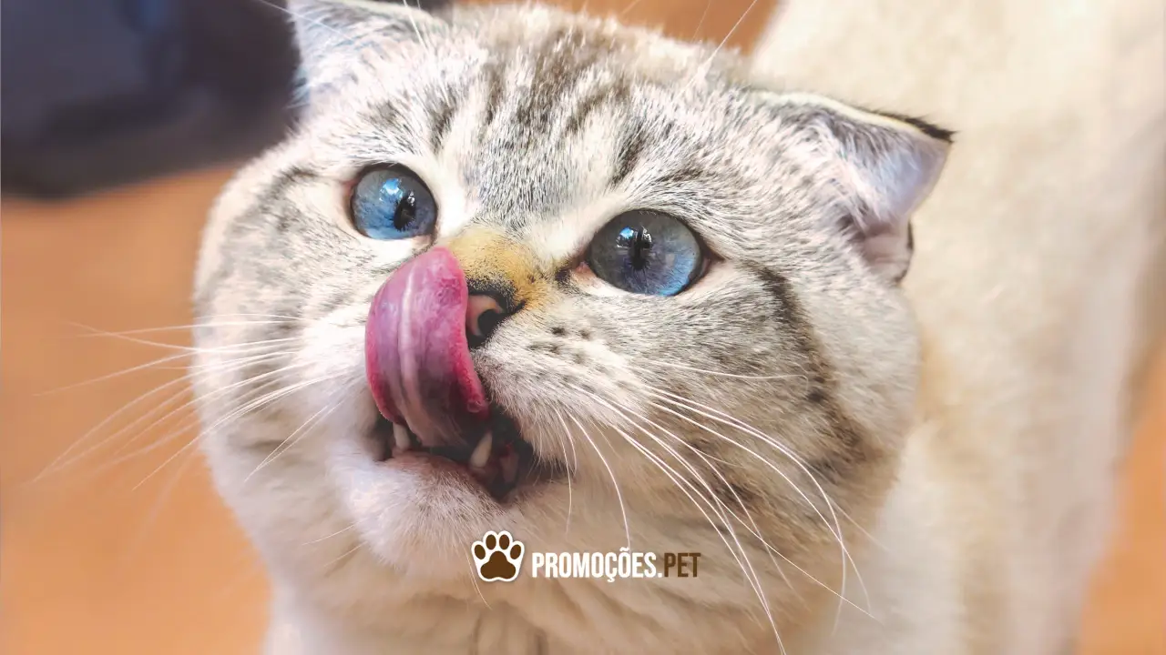 Mau hálito em gatos: causas, sintomas e como prevenir e tratar