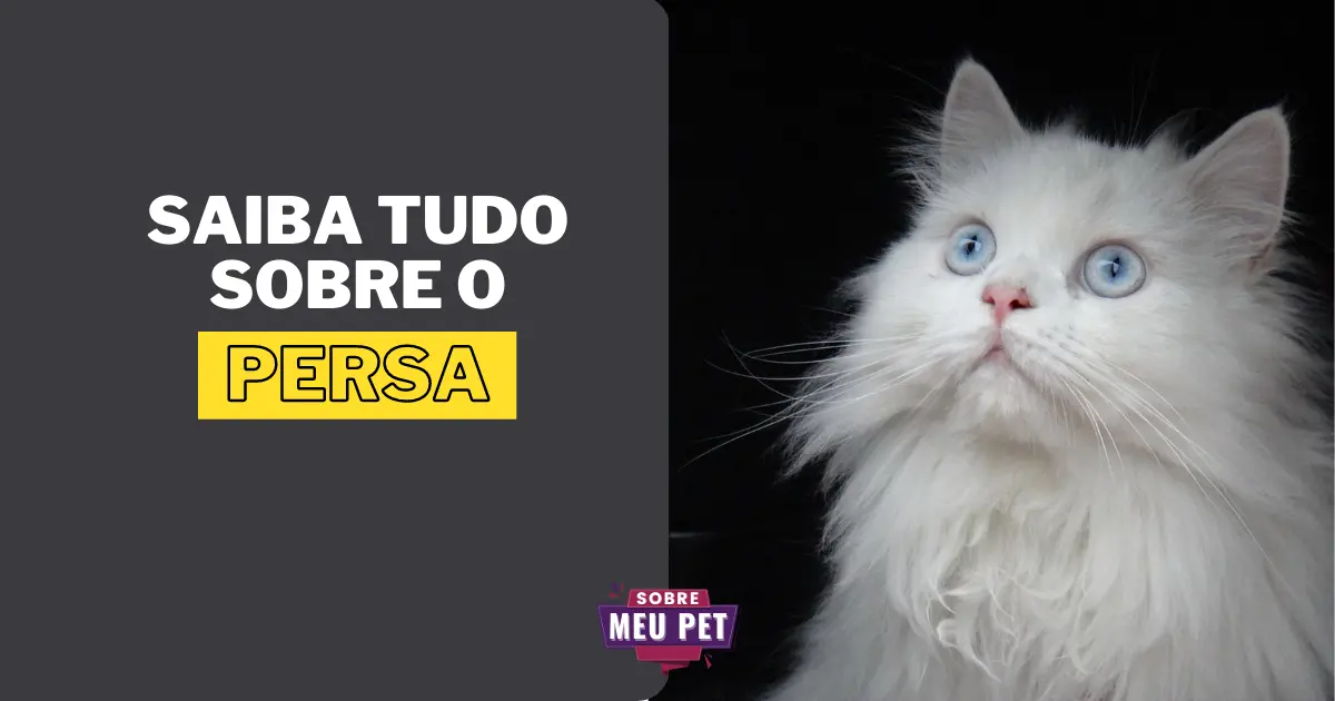 Persa: Conheça tudo sobre a raça