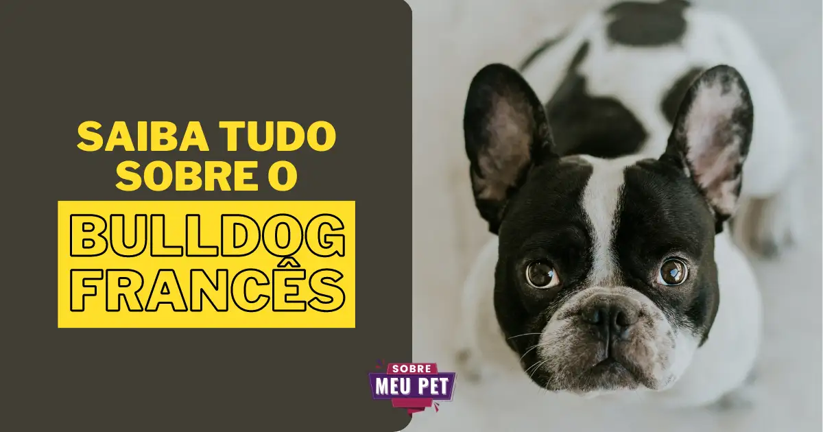 Bulldog Francês: Conheça tudo sobre a raça