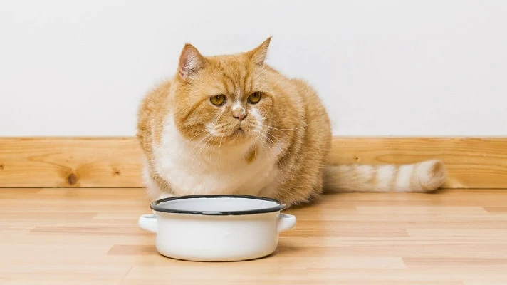 a imagem contÃ©m um gato agachado e na frente dele um pote de comida