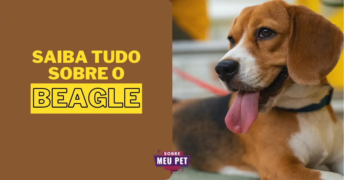 Beagle: Conheça tudo sobre a raça