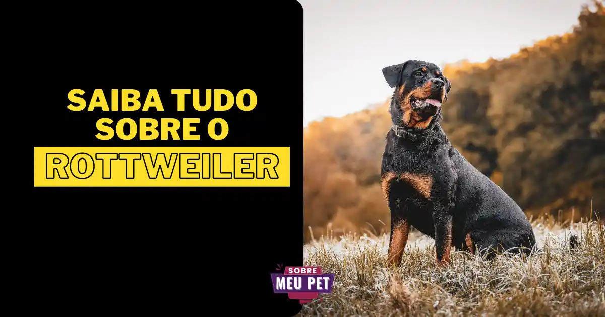 Rottweiler: Conheça tudo sobre a raça