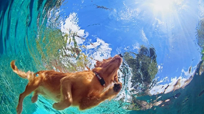 a imagem contÃ©m um cachorro nadando em uma piscina
