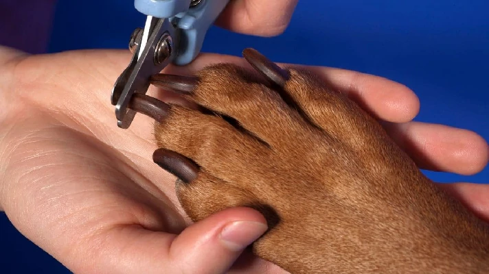 a imagem contem uma pessoa segurando a pata de um cachorro e cortando sua unha
