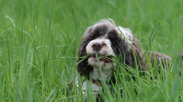 a imagem contem um cachorro comendo grama