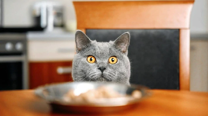 a imagem contem uma mesa com algum prato de aluminio e a cabeça de um gato cinza aparecendo logo atrás do prato