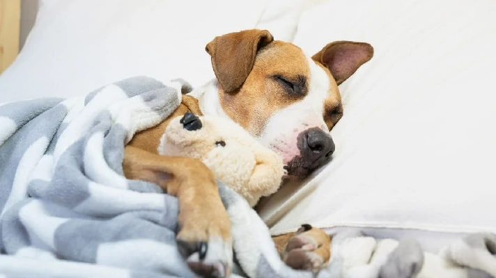 a imagem contÃ©m um cachorro dormindo abraÃ§ado com um ursinho e coberto com um colcha.