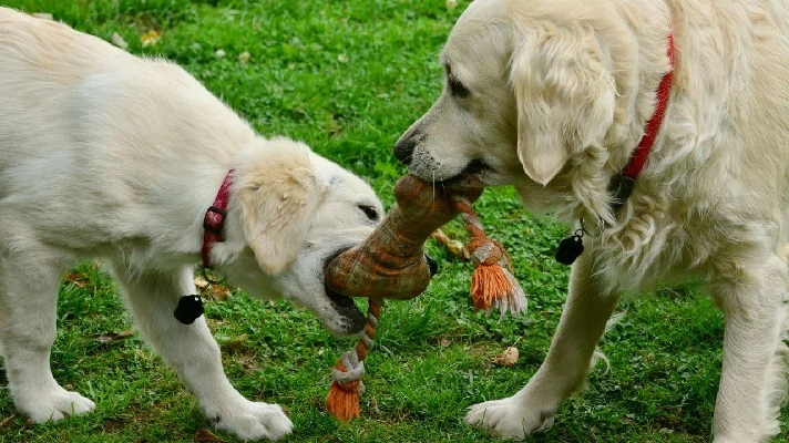 a imagem contém 2 cachorros brincando com um ossinho de pano e corda