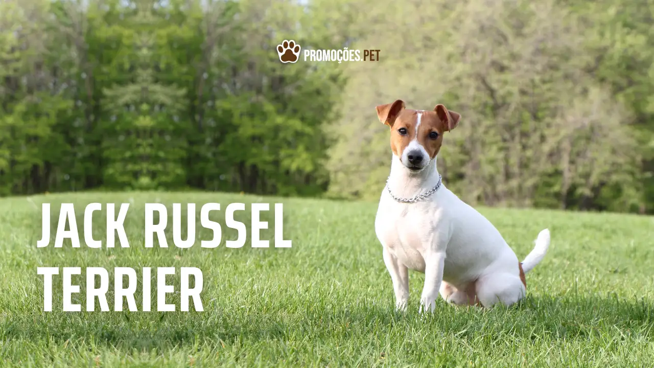 Jack Russel Terrier: Conheça tudo sobre a raça