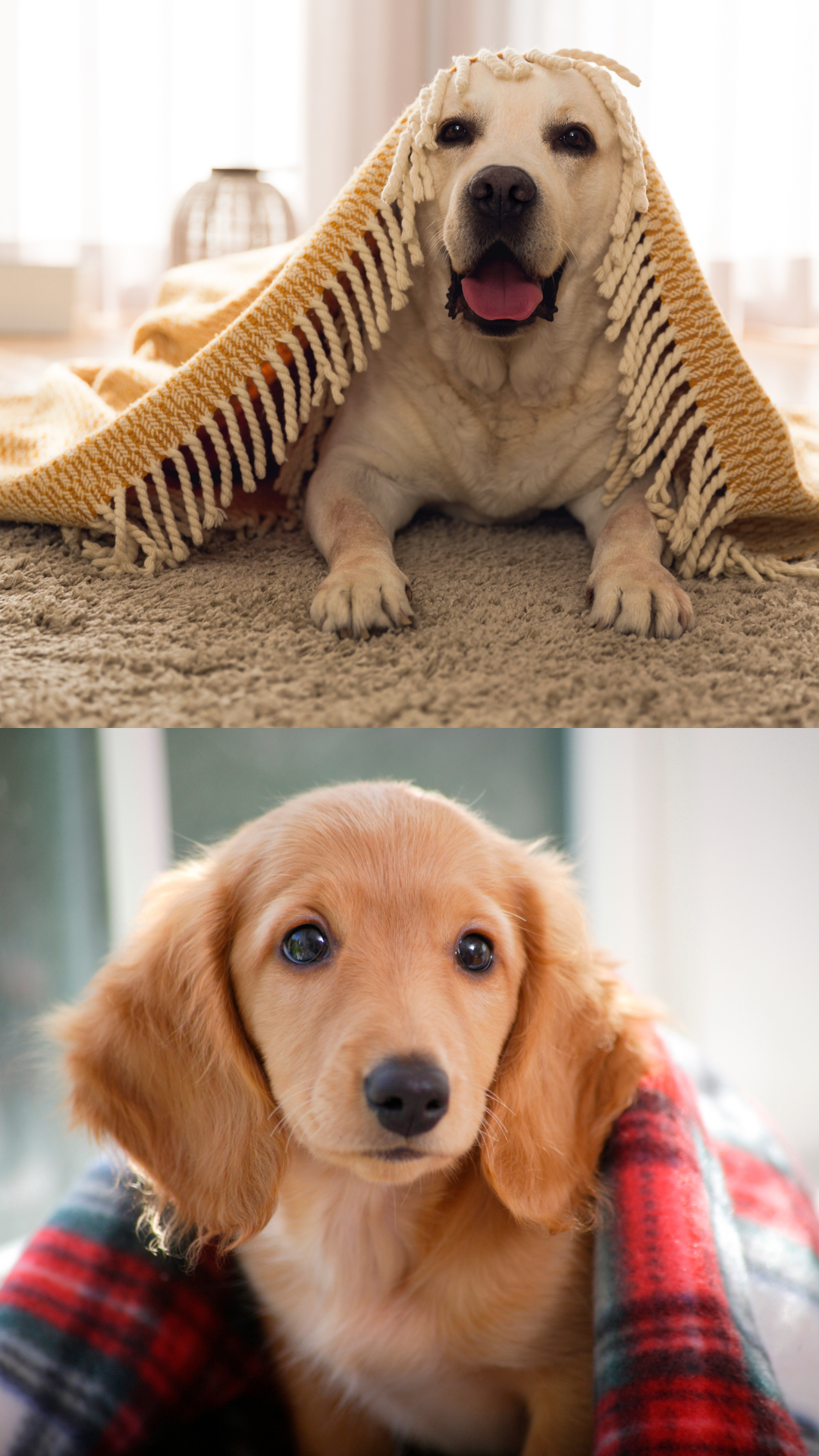 Cachorrinho Bashful Winter - EhGoom, image size:1080x1920