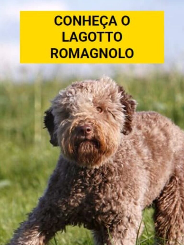 Lagotto Romagnolo: Um Cãozinho Cheio de Charme!