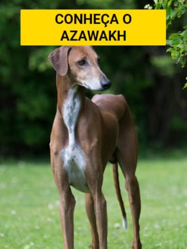 Azawakh: um cão nobre e independente!