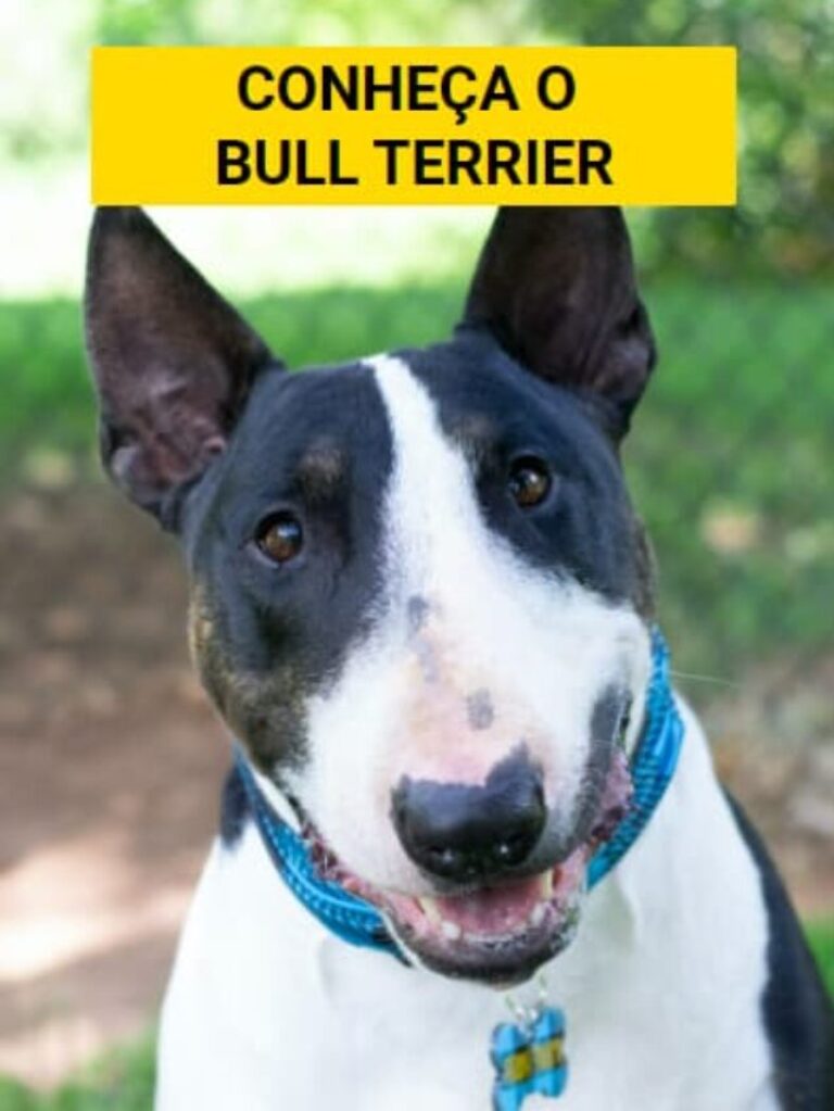 Bull Terrier: Conheça a Raça de Cachorro Leal e Brincalhão!