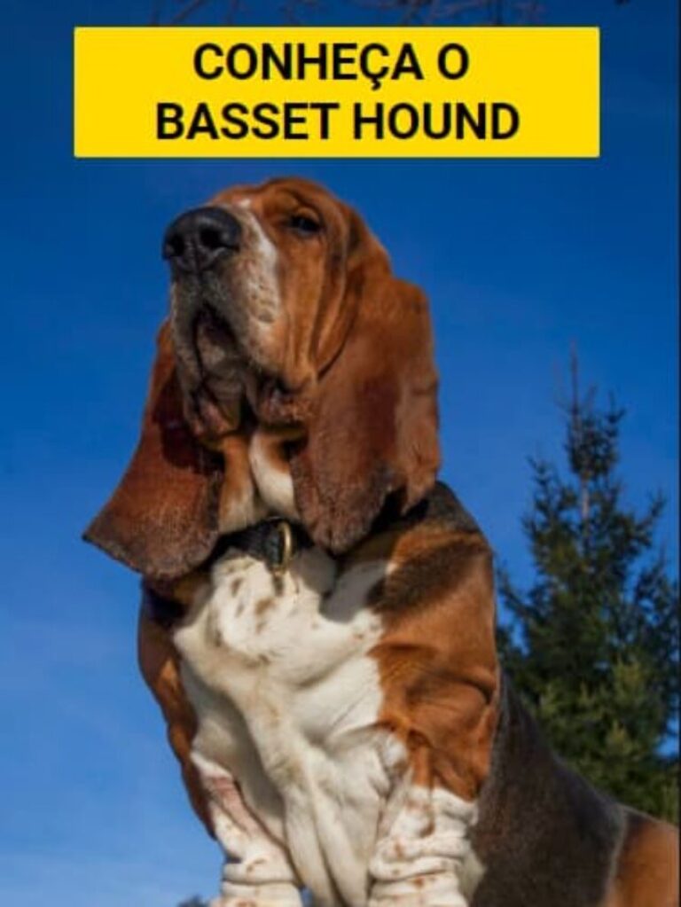 Conheça o Basset Hound e apaixone-se!