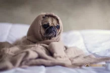 Ração hipoalergênica para cachorro: Como escolher a melhor?