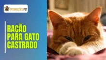 Ração para gato castrado – Top 10 melhores