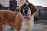 Ração de cachorro para raças grandes: Como escolher a melhor de 2023?