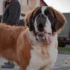 Ração de cachorro para perda de peso: Como escolher a melhor?