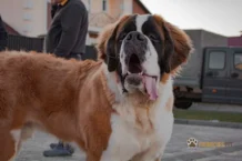 Ração de cachorro para raças grandes: Como escolher a melhor de 2023?