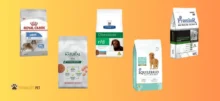 Ração de cachorro para perda de peso: Como escolher a melhor?