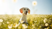 Ração orgânica para cachorro: Como escolher a melhor de 2023?