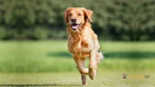 Ração para cachorro adulto: Como escolher a melhor de 2023?