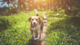 Ração para cachorro castrado: Como escolher a melhor de 2023?