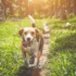 Ração para cachorro adulto: Como escolher a melhor de 2023?