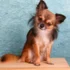 Ração para cachorro idoso: Como escolher a melhor de 2023?