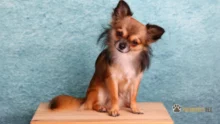 Ração para cachorro pequeno: Como escolher a melhor de 2023?
