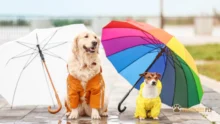 Capa de chuva para cães: Como escolher a melhor?