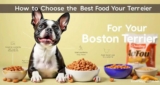 Como Escolher a Melhor Ração Para Boston Terrier