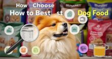 Como Escolher a Melhor Ração Para Chow Chow