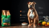 Como Escolher a Melhor Ração Para Pit Bull
