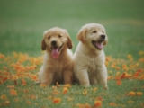 Ração para Golden Retriever – Top 10 melhores