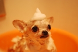 Shampoo para cachorro: Como escolher o melhor de 2023?