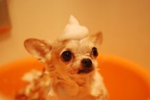 Shampoo para cachorro: Como escolher o melhor de 2023?