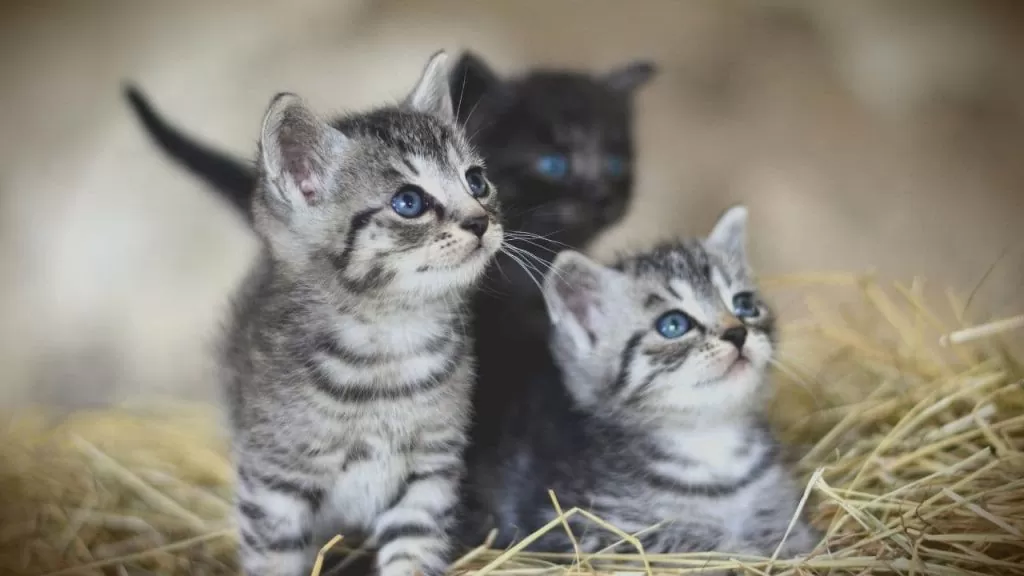 Qual a melhor ração para gatinhos filhotes?