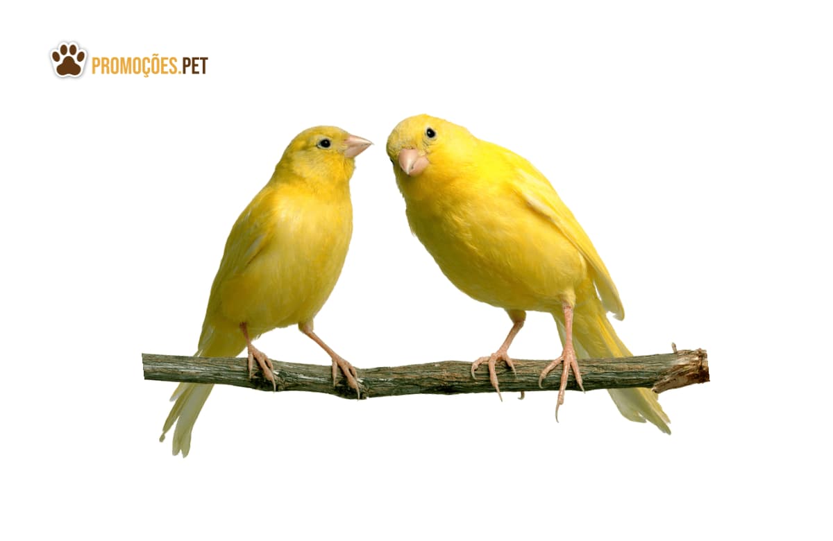 Melhor ração para Canário